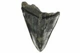 Bargain, Fossil Megalodon Tooth - South Carolina #170507-1